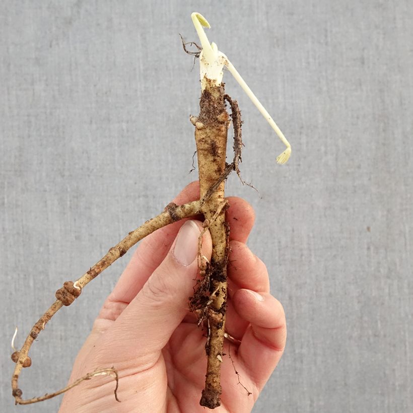 Lupinus The Governor Bare root sample as delivered in winter