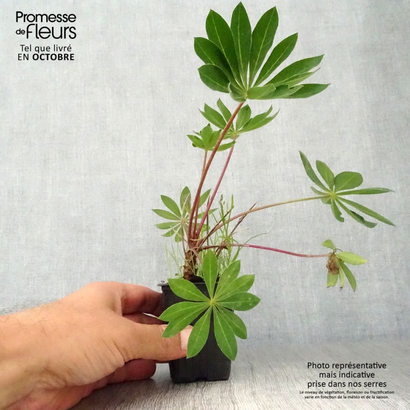 Lupinus polyphyllus My Castle 7/8 cm pot sample as delivered in autumn