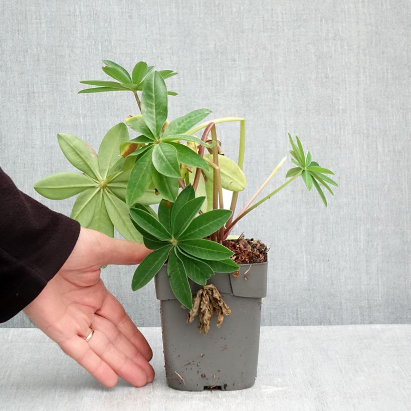 Lupinus polyphyllus West Country Persian Slipper 10cm/11cm pot sample as delivered in autumn