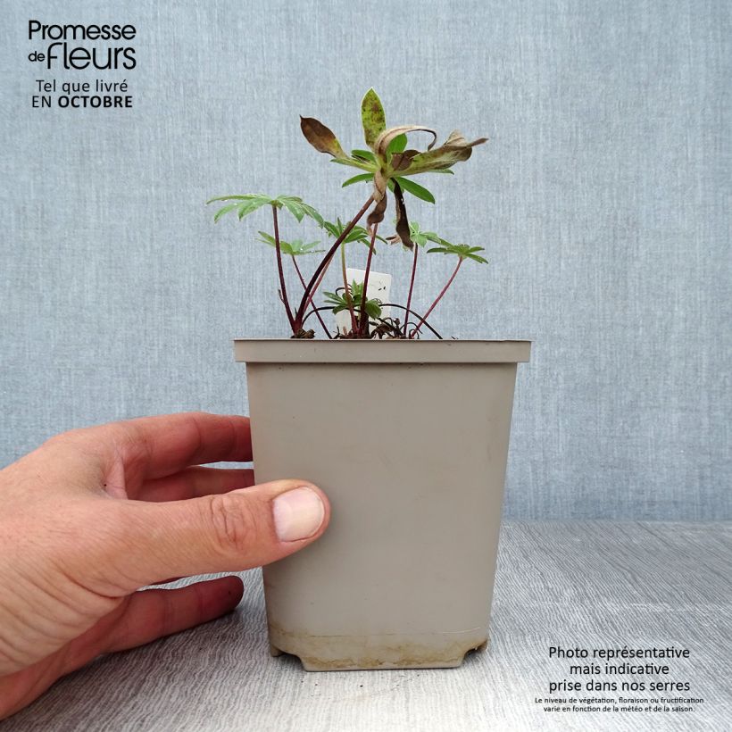 Lupinus polyphyllus West Country Red Rum 10cm/11cm pot sample as delivered in autumn