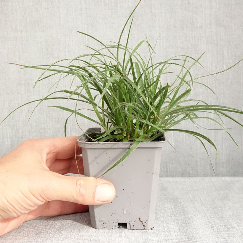 Luzula nivea 8/9 cm pot sample as delivered in autumn