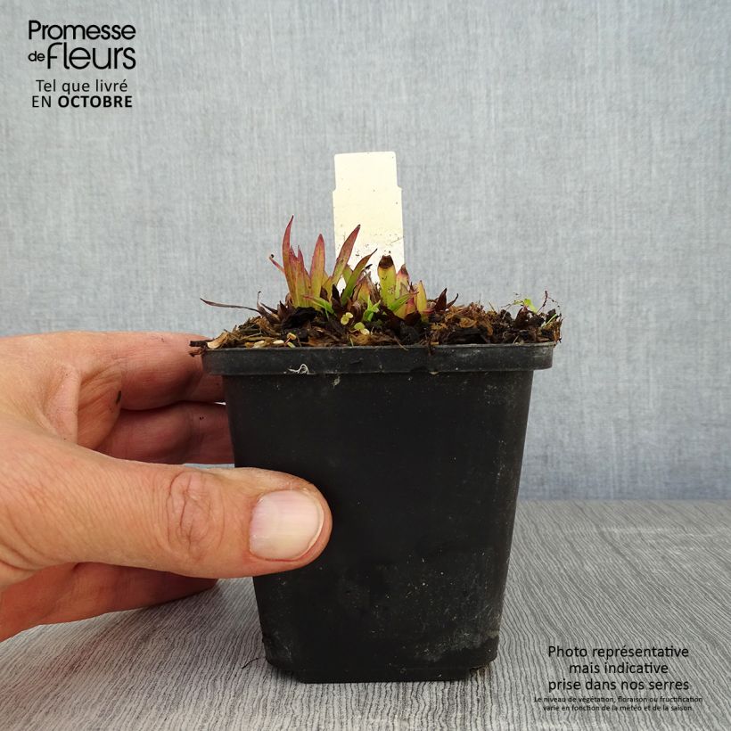 Lychnis alpina 8/9 cm pot sample as delivered in autumn