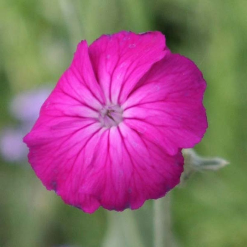 Lychnis coronaria (Flowering)