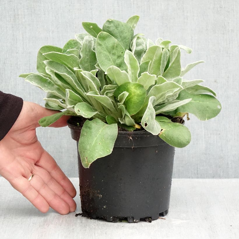 Lychnis coronaria 2L/3L pot sample as delivered in autumn