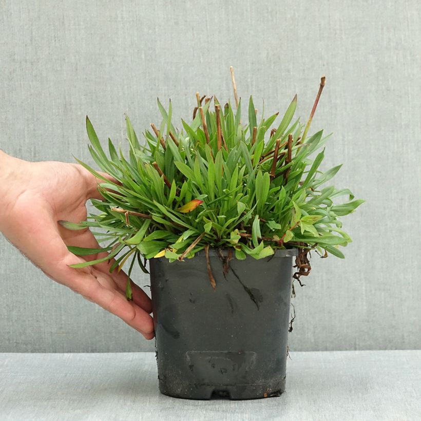 Lychnis viscaria Plena 2L/3L pot sample as delivered in summer