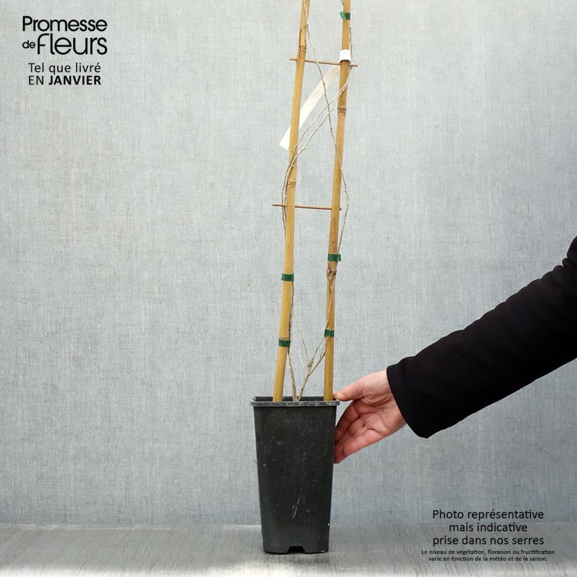 Lycium chinensis - Chinese Goji 2L/3L pot sample as delivered in winter