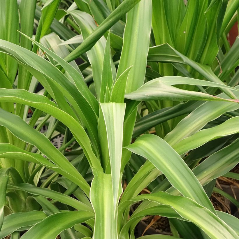 Beschorneria albiflora  (Foliage)