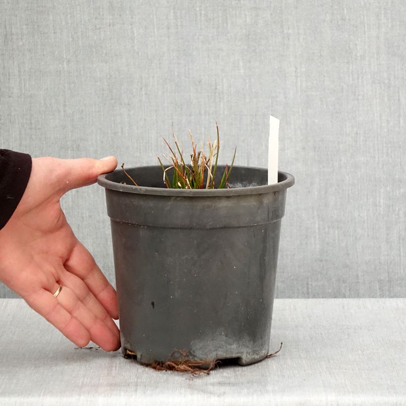 Tricyrtis formosana Dark Beauty - Toad Lily 2L/3L pot sample as delivered in spring