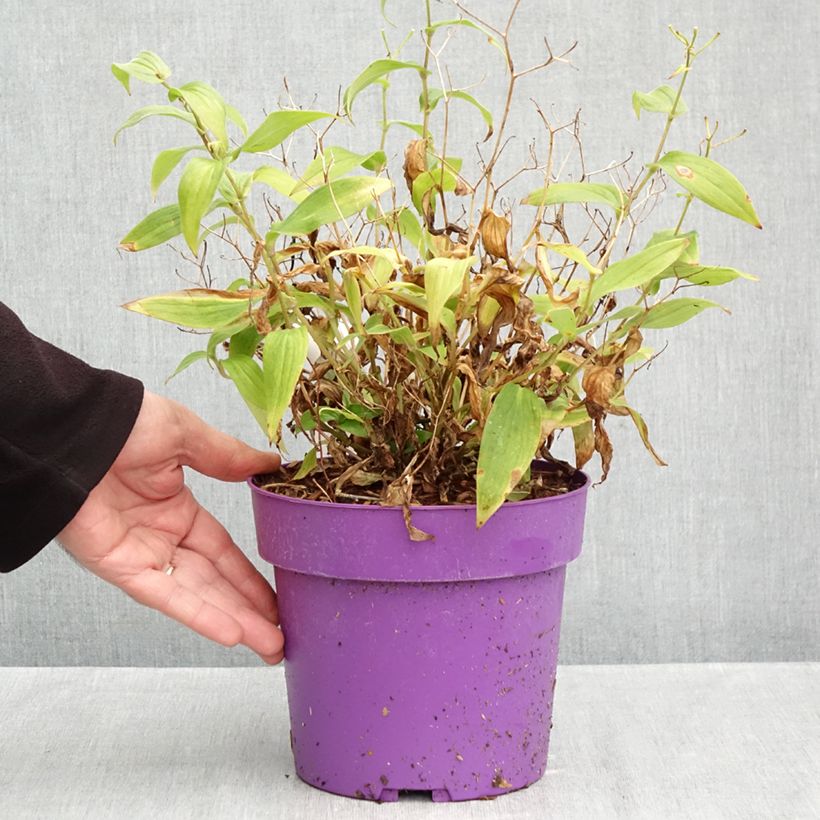 Tricyrtis formosana Pink Freckles - Toad Lily 2L/3L pot sample as delivered in autumn