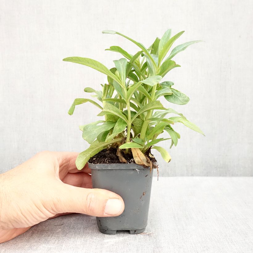 Lysimachia ephemerum - Loosestrife 8/9 cm pot sample as delivered in autumn