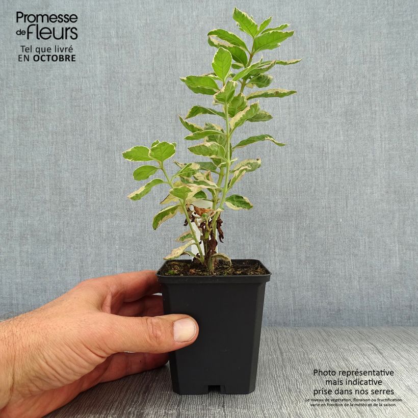 Lysimachia punctata Alexander - Loosestrife 8/9 cm pot sample as delivered in autumn