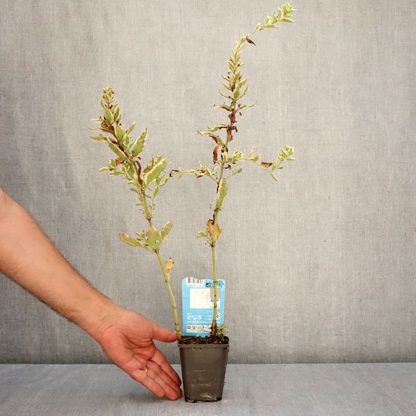 Lysimachia punctata Variegata - variegated loosestrife 8/9 cm pot sample as delivered in autumn