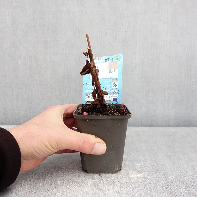 Lysimachia punctata Variegata - variegated loosestrife 8/9 cm pot sample as delivered in winter