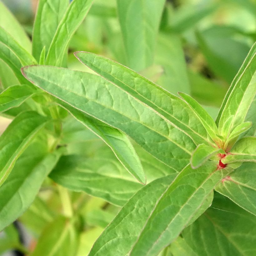 Lysimachia thyrsiflora (Foliage)