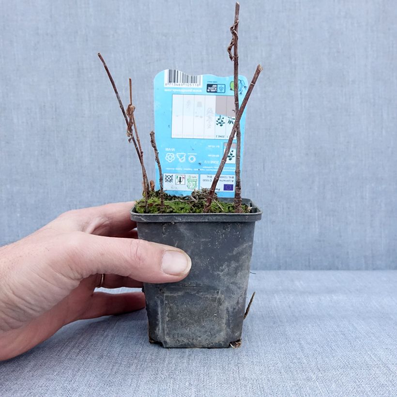 Lysimachia thyrsiflora 8/9 cm pot sample as delivered in winter