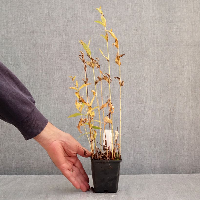 Lysimachia vulgaris - Loosestrife 8/9 cm pot sample as delivered in autumn