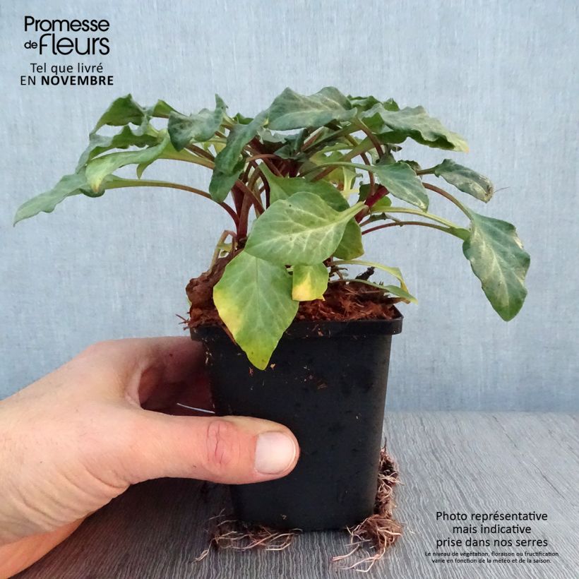 Lysimachia atropurpurea Beaujolais - Loosestrife 8/9 cm pot sample as delivered in autumn