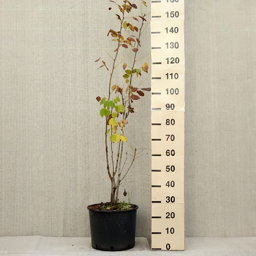 Maackia amurensis 18L/20L pot sample as delivered in autumn