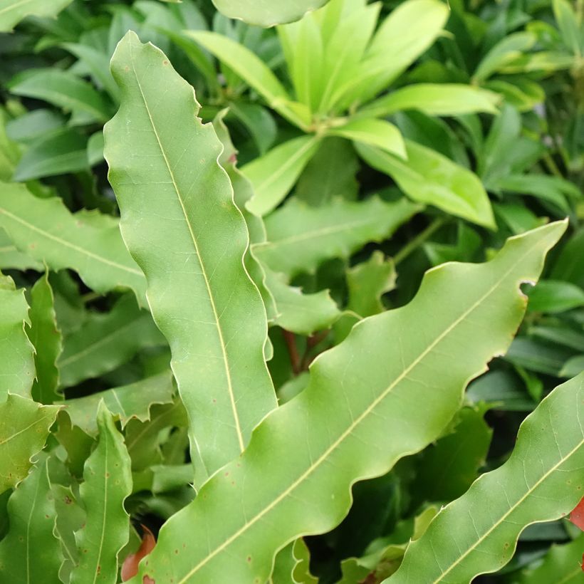 Macadamia integrifolia x tetraphylla Beaumont - Macadamia Nut (Foliage)