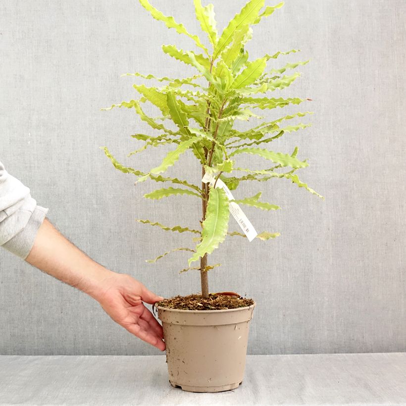 Macadamia integrifolia x tetraphylla Beaumont - Macadamia Nut 4L/5L pot sample as delivered in autumn