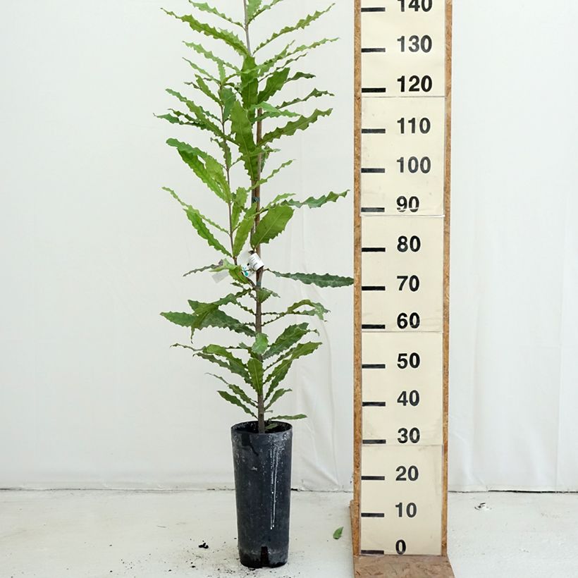 Macadamia integrifolia - Macadamia nut 4L/5L pot sample as delivered in autumn