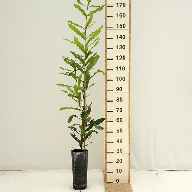 Macadamia integrifolia - Macadamia nut 4L/5L pot sample as delivered in summer