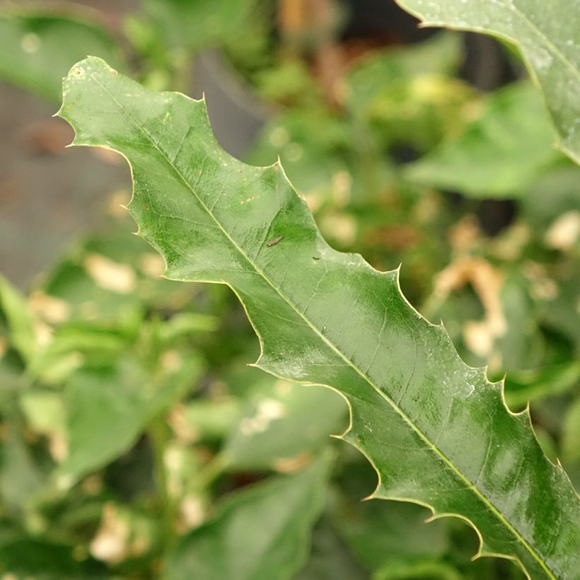 Macadamia integrifolia - Macadamia nut (Foliage)