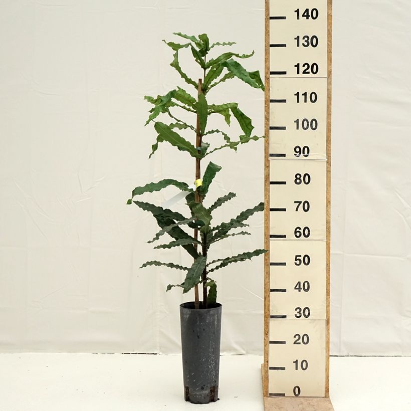 Macadamia integrifolia - Macadamia nut 4L/5L pot sample as delivered in spring