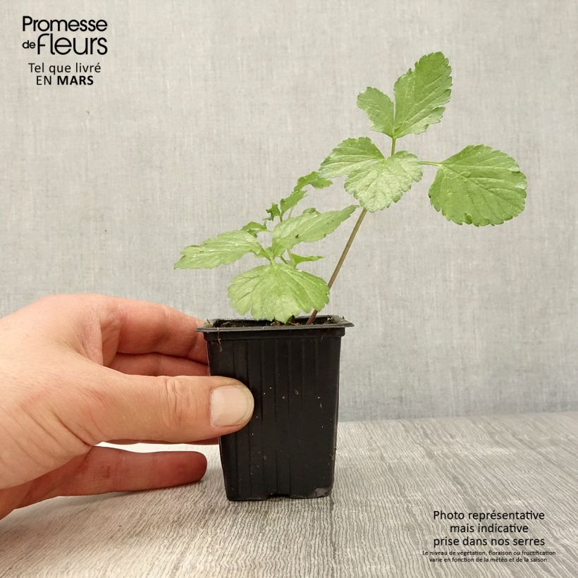 Smyrnium olusatrum 7/8 cm pot sample as delivered in spring