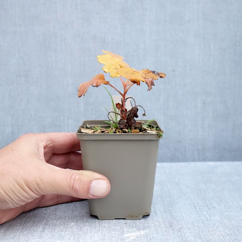 Macleaya microcarpa Kelways Coral Plume 8/9 cm pot sample as delivered in autumn