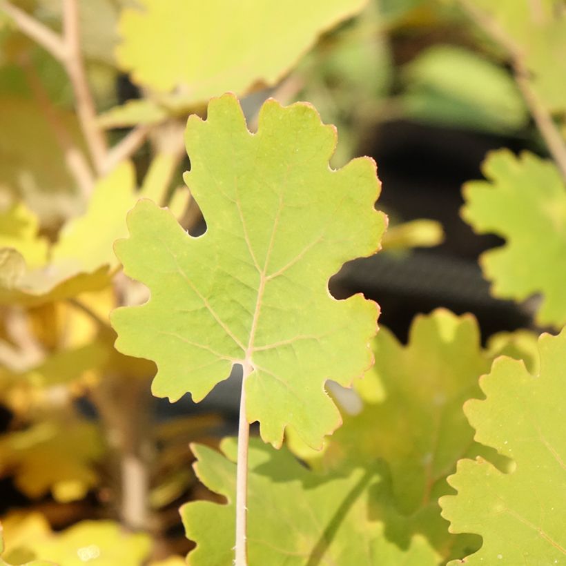 Macleaya microcarpa Kelways Coral Plume (Foliage)