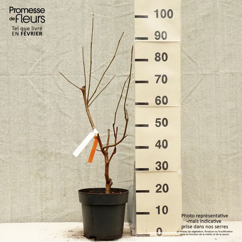 Magnolia acuminata Blue Baby 6L/7L pot sample as delivered in winter