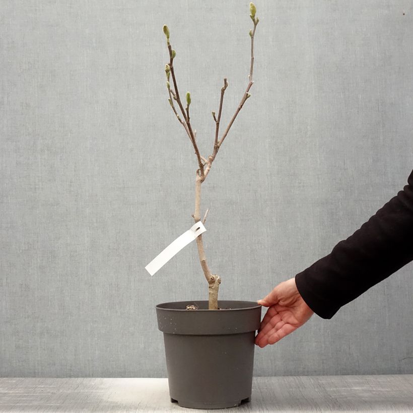 Magnolia acuminata Blue Baby 6L/7L pot sample as delivered in spring