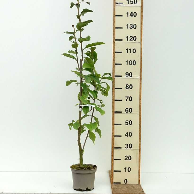 Magnolia Burgundy Star Jurmag4 4L/5L pot sample as delivered in summer