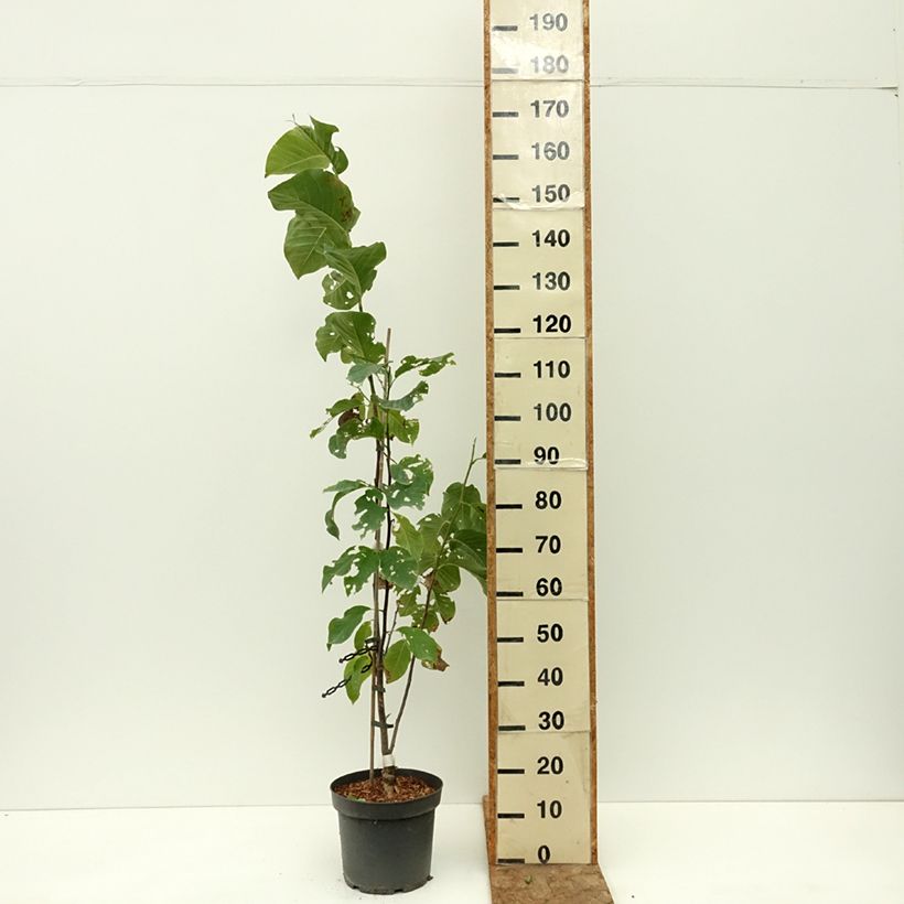 Magnolia Daybreak  7.5L/10L pot sample as delivered in summer
