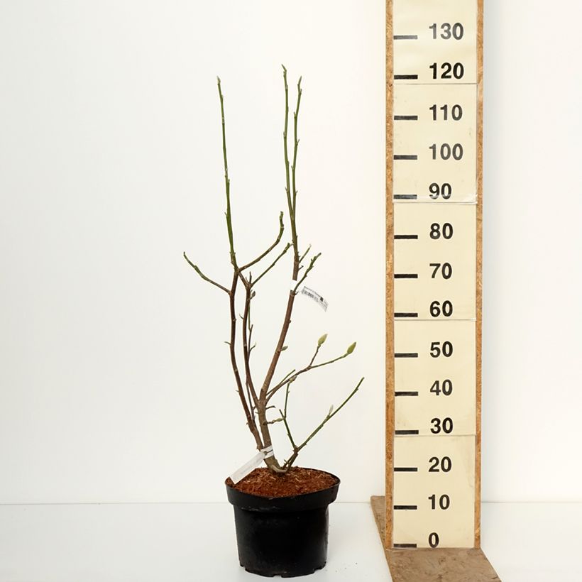 Magnolia Daybreak  7.5L/10L pot sample as delivered in winter