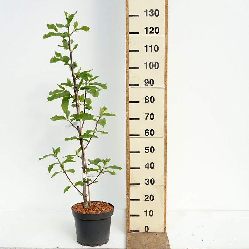 Magnolia Daybreak  7.5L/10L pot sample as delivered in spring