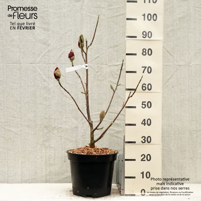 Magnolia soulangeana Emperor 7.5L/10L pot sample as delivered in winter