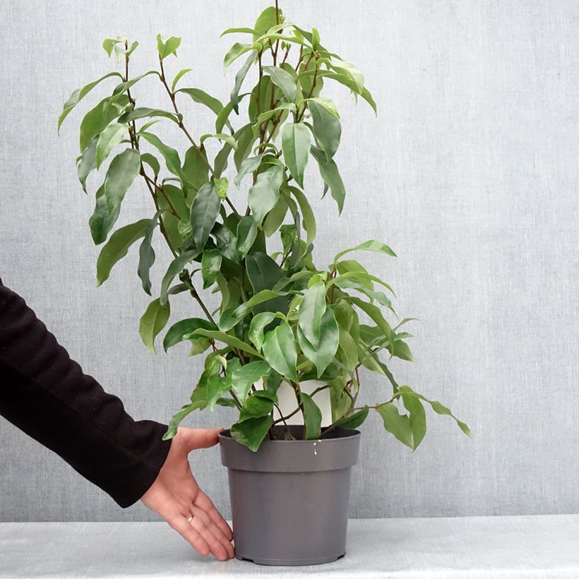 Magnolia figo Stellar Ruby 3L/4L pot sample as delivered in winter