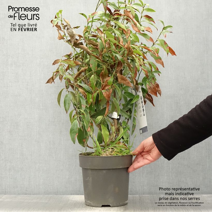 Magnolia figo Stellar Ruby 6L/7L pot sample as delivered in winter