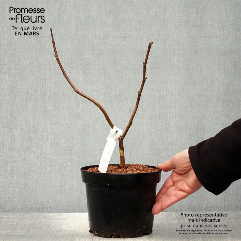 Magnolia acuminata Flamingo 3L/4L pot sample as delivered in spring