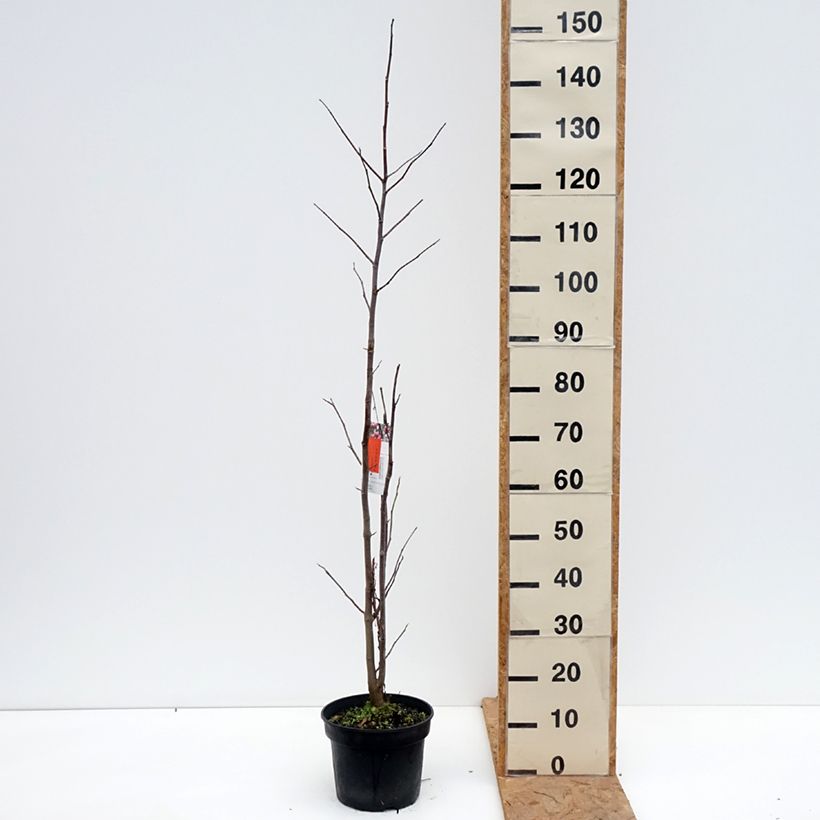 Magnolia Galaxy 4L/5L pot sample as delivered in autumn