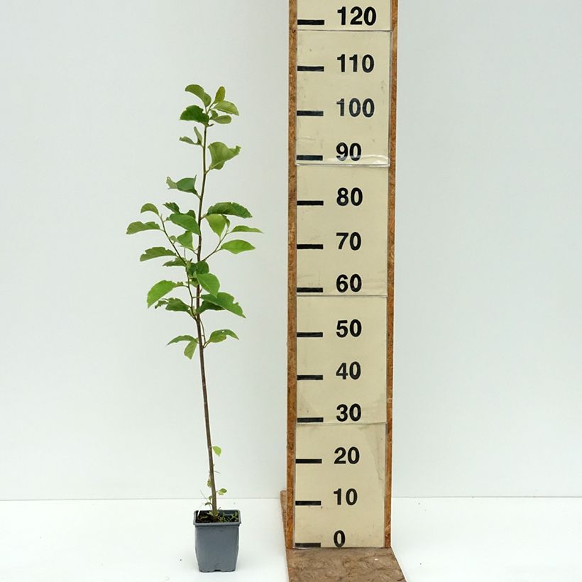 Magnolia Genie Pot de 12 cm / 13 cm sample as delivered in summer