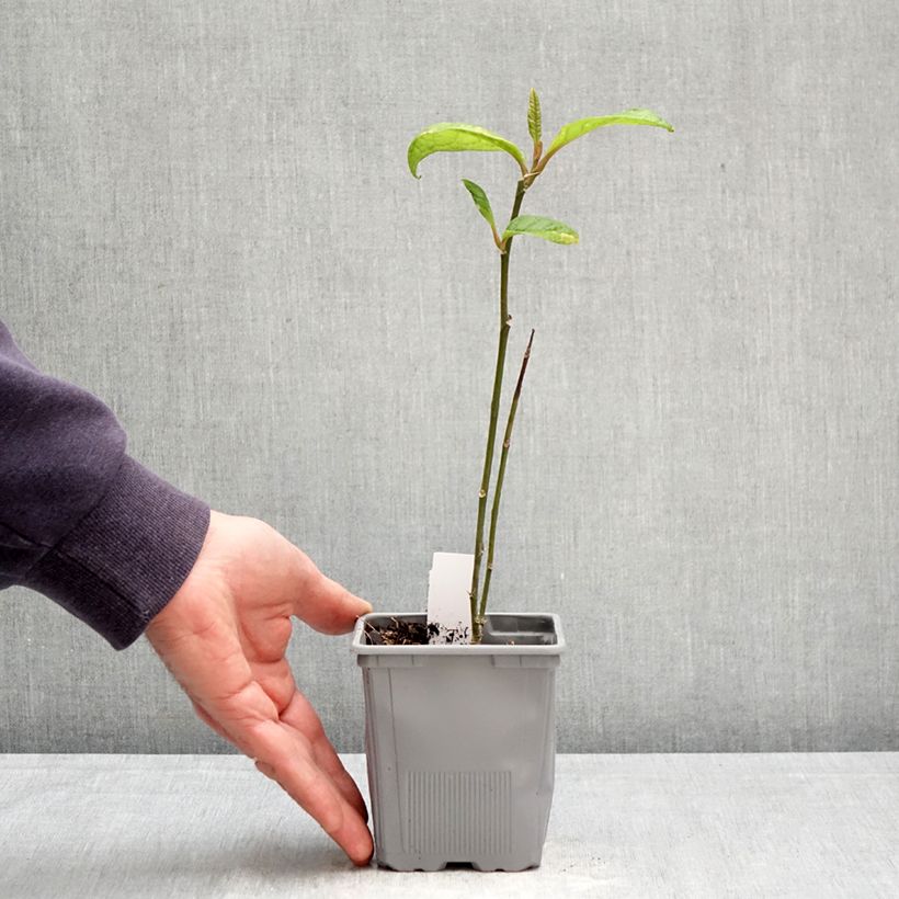 Magnolia Genie 12cm pot sample as delivered in spring