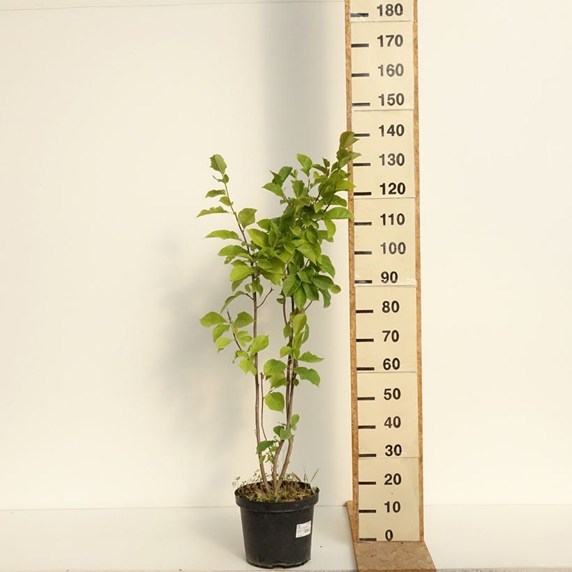 Magnolia Genie 4L/5L pot sample as delivered in summer