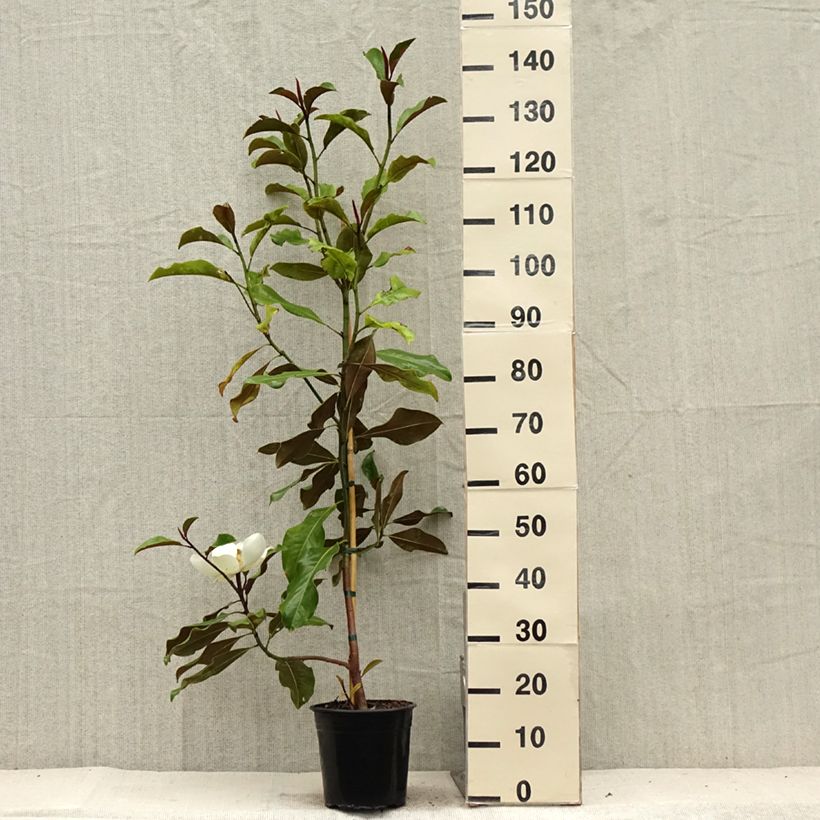 Magnolia grandiflora Brackens Brown Beauty 4L/5L pot sample as delivered in summer