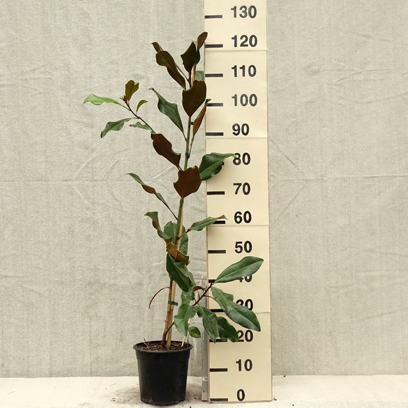 Magnolia grandiflora Brackens Brown Beauty 4L/5L pot sample as delivered in spring