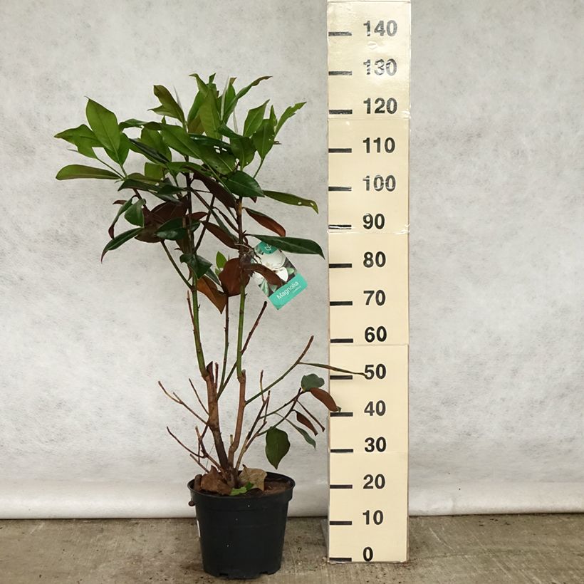 Magnolia grandiflora Galissonière 7.5L/10L pot sample as delivered in spring