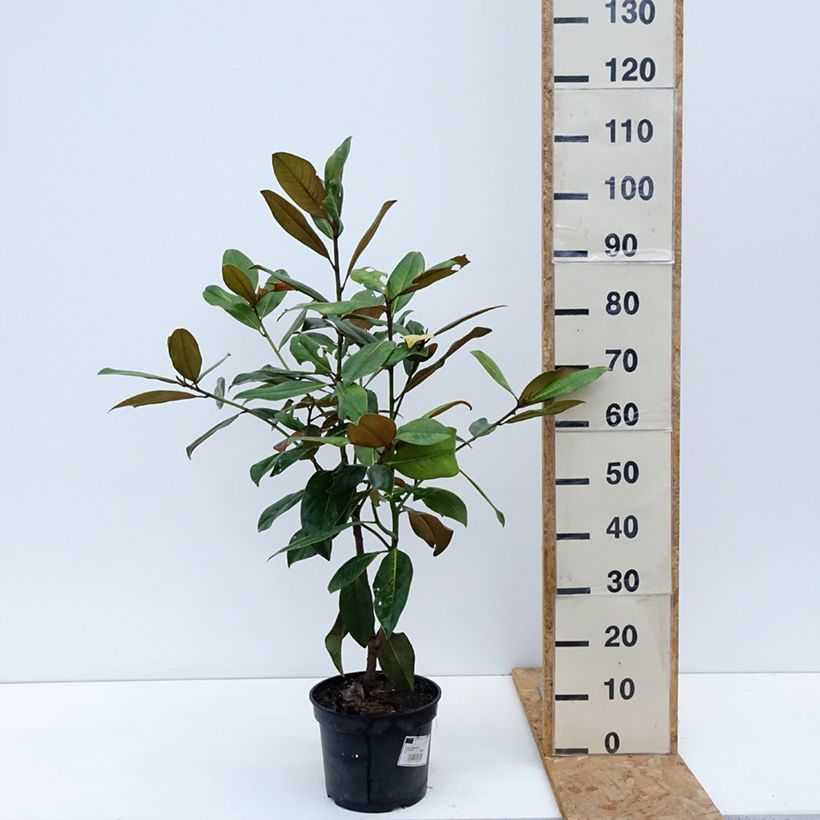 Magnolia grandiflora Galissonière 4L/5L pot sample as delivered in autumn