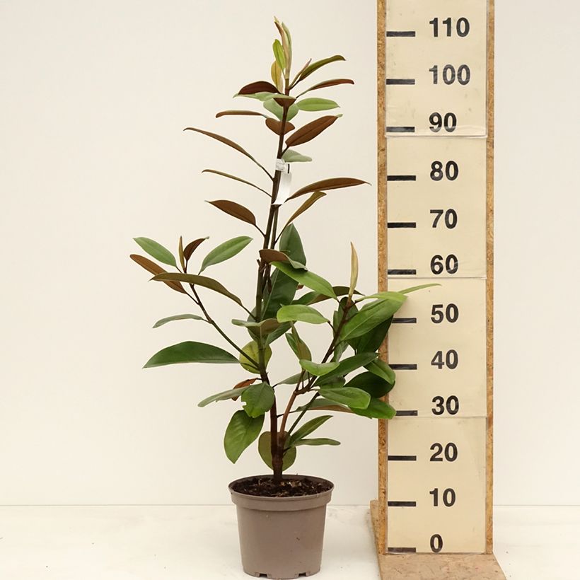Magnolia grandiflora Mainstreet 4L/5L pot sample as delivered in spring